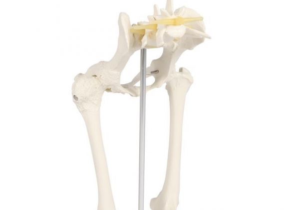 https://www.jayakelana.jayakelana.id/uploads/product/-vet1060-canine-hip-120626c8dfbf12c_cover.jpg