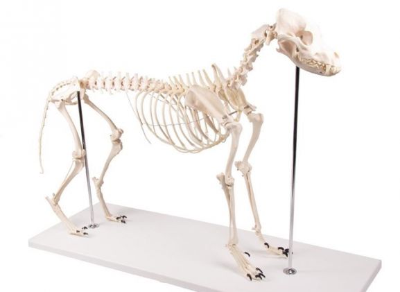 https://www.jayakelana.jayakelana.id/uploads/product/-vet1700-dog-skeleton-olaf--98585bf4758d6bc_cover.jpg