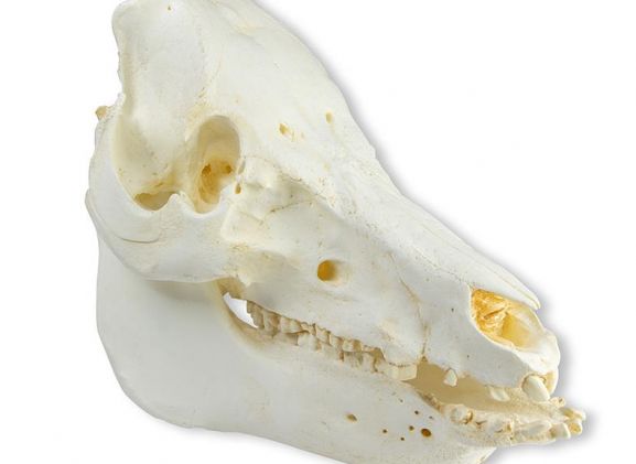 https://www.jayakelana.jayakelana.id/uploads/product/-vet2035-skull-domestic-pig-51963d098fd3316_cover.jpeg