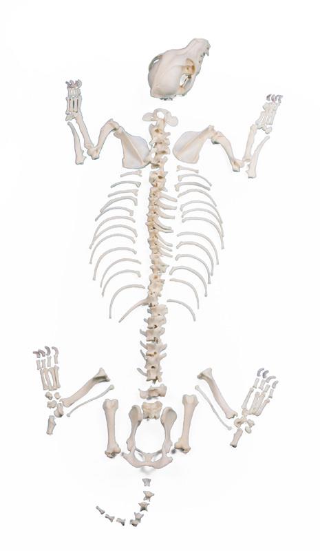 (VET3020) Dog Skeleton, Unassembled, big size dog