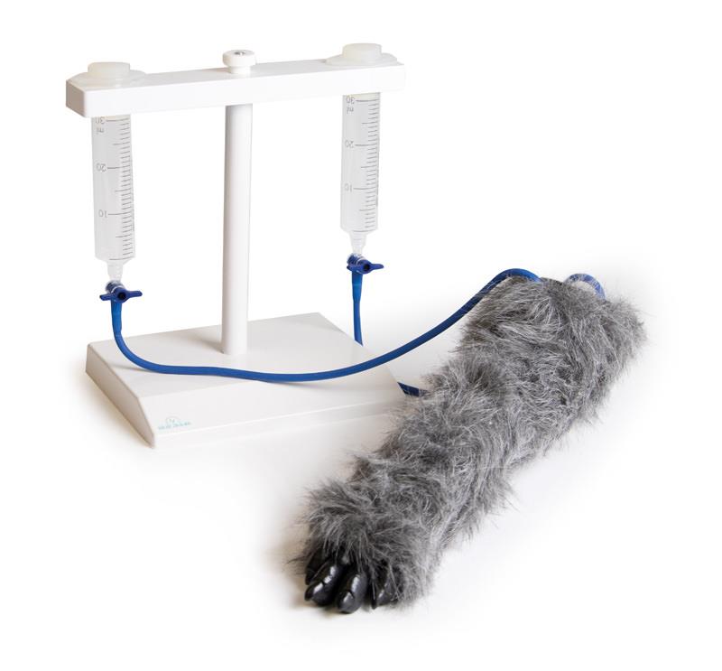(VET4610) IV. Injection Leg Canine