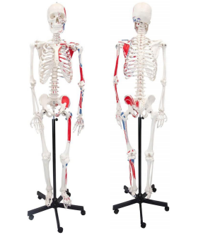 (A-104281) Axis Scientific Muscle Painted and Numbered Life-Size Human Skeleton Anatomy Model