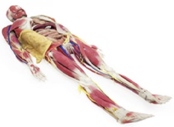 https://www.jayakelana.jayakelana.id/uploads/product/model-anatomi-syndaver-perempuan-3631209e6842f55_cover.jpg
