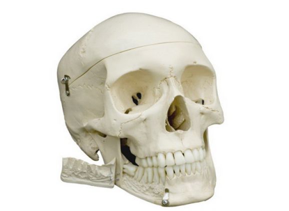 https://www.jayakelana.jayakelana.id/uploads/product/model-anatomi-tengkorak-284170dd56d3abc_cover.png