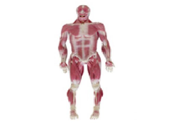 https://www.jayakelana.jayakelana.id/uploads/product/model-musculoskeletal-syndaver-pria-67587f8e5b76cf9_cover.png