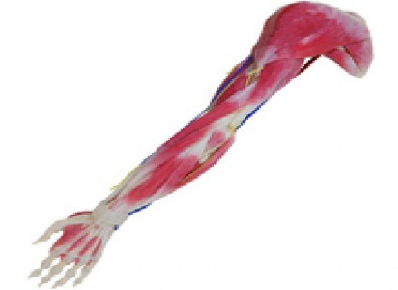 https://www.jayakelana.jayakelana.id/uploads/product/syntissue-arm-right-102350--296272e89ec70f6_cover.png