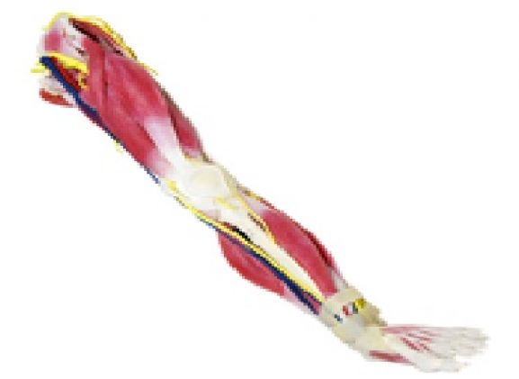 https://www.jayakelana.jayakelana.id/uploads/product/syntissue-kaki-kiri-102400--76987437893447e_cover.jpg